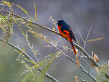 Scarlet minivet