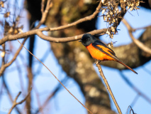 Long-tailed minivet
