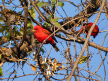 Scarlet finch