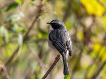 Jerdon\'s bush chat