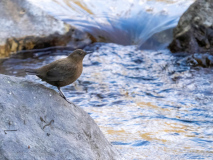 Brown dipper