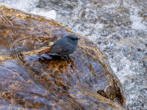 Plumbeous redstart