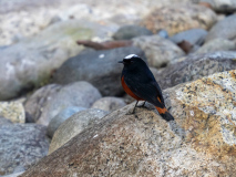 White-capped redstart