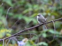 Grey bush chat