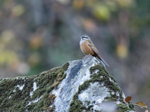 Rock bunting