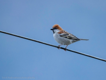 Russet sparrow