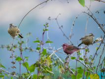 Pink-browed rosefinch