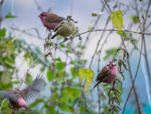Pink-browed rosefinch