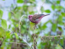 Pink-browed rosefinch