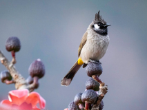 Himalayan bulbul