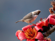 Whiskered yuhina