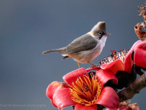 Whiskered yuhina
