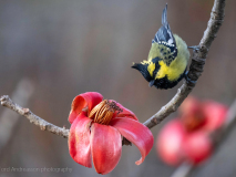 Himalayan black-lored tit