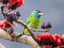Blue-throated barbet