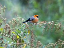 Red-headed bullfinch