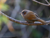Streaked laughingthrush
