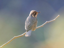Chestnut-bellied rock-thrush