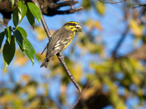 Spot-winged grosbeak