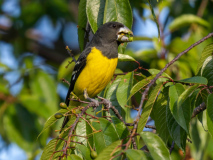Spot-winged grosbeak