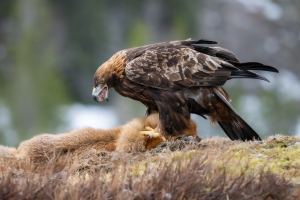 Norge | Vinter | Kungsörngömsle / Golden eagle hide