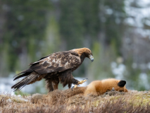 Kungsörn