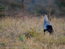 Secretary bird