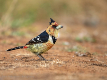 Crested barbet