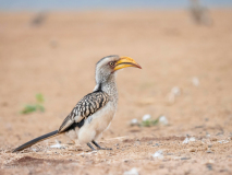 Southern yellow-billed hornbill
