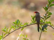 Common waxbill