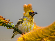 Cape weaver