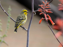 Yellow-throated canary