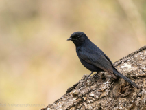 Southern black flycatcher