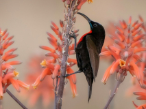 Scarlet-chested sunbird