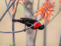 Scarlet-chested sunbird