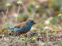 Blue waxbill