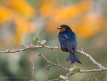 Fork-tailed drongo