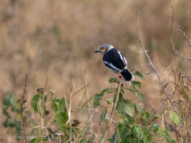 White-crested helmetshrike