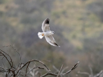 Black-winged kite