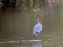 Goliath heron