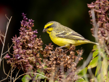 Yellow-throated canary