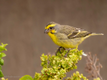 Yellow-throated canary