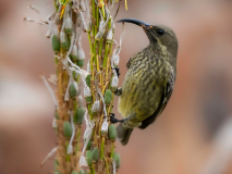 Scarlet-chested sunbird