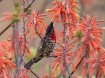 Scarlet-chested sunbird