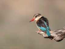 Brown-hooded kingfisher