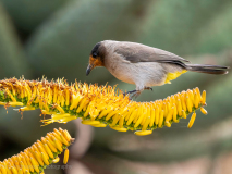 Dark-capped bulbul