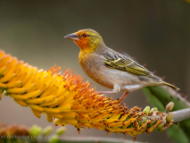 Cape weaver