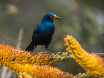 Cape starling