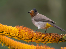 Dark-capped bulbul