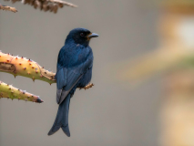 Fork-tailed drongo