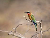White-fronted bee-ater